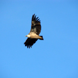 buitre leonado (Gyps fulvus) En tierra salvaje