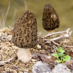 Morchella sp en zona de ribera Setas de la Sierra de Albarracin
