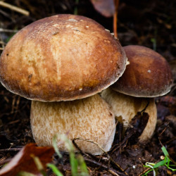 Pareja de Boletus edulis