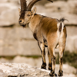 cabra montesa